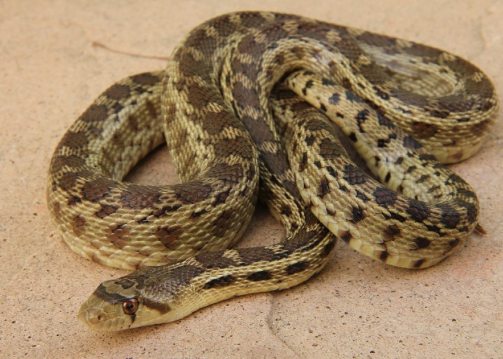 Pacific Gopher Snake